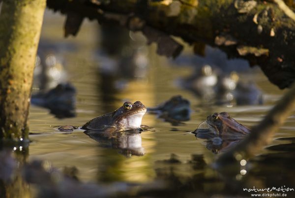 Grasfrosch, Rana temporaria, Echte Frösche (Ranidae), mehrere Tiere im Laichgewässer, Augen spiegeln sich im Wasser, Erlenbruch am Herberhäuser Stieg, A nature document - not arranged nor manipulated, Göttingen, Deutschland