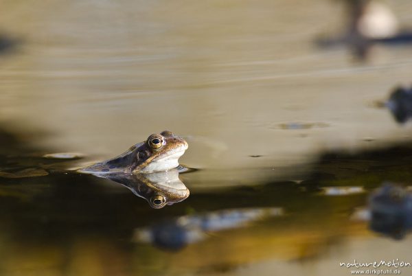 Grasfrosch, Rana temporaria, Echte Frösche (Ranidae), mehrere Tiere im Laichgewässer, Augen spiegeln sich im Wasser, Erlenbruch am Herberhäuser Stieg, A nature document - not arranged nor manipulated, Göttingen, Deutschland