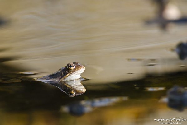 Grasfrosch, Rana temporaria, Echte Frösche (Ranidae), mehrere Tiere im Laichgewässer, Augen spiegeln sich im Wasser, Erlenbruch am Herberhäuser Stieg, A nature document - not arranged nor manipulated, Göttingen, Deutschland