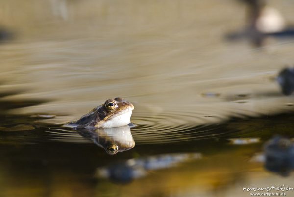 Grasfrosch, Rana temporaria, Echte Frösche (Ranidae), mehrere Tiere im Laichgewässer, Augen spiegeln sich im Wasser, Erlenbruch am Herberhäuser Stieg, A nature document - not arranged nor manipulated, Göttingen, Deutschland