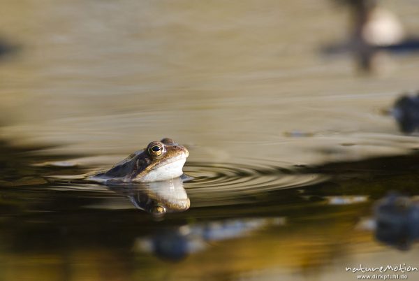 Grasfrosch, Rana temporaria, Echte Frösche (Ranidae), mehrere Tiere im Laichgewässer, Augen spiegeln sich im Wasser, Erlenbruch am Herberhäuser Stieg, A nature document - not arranged nor manipulated, Göttingen, Deutschland