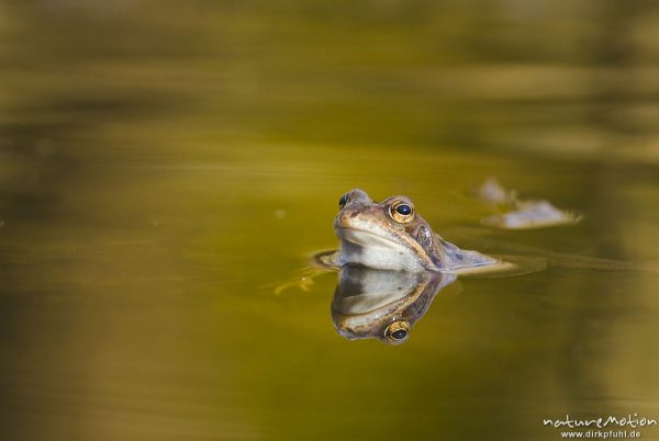 Grasfrosch, Rana temporaria, Echte Frösche (Ranidae), mehrere Tiere im Laichgewässer, Augen spiegeln sich im Wasser, Erlenbruch am Herberhäuser Stieg, A nature document - not arranged nor manipulated, Göttingen, Deutschland