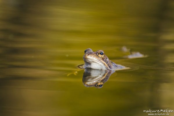 Grasfrosch, Rana temporaria, Echte Frösche (Ranidae), mehrere Tiere im Laichgewässer, Augen spiegeln sich im Wasser, Erlenbruch am Herberhäuser Stieg, A nature document - not arranged nor manipulated, Göttingen, Deutschland