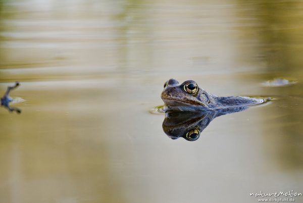 Grasfrosch, Rana temporaria, Echte Frösche (Ranidae), mehrere Tiere im Laichgewässer, Augen spiegeln sich im Wasser, Erlenbruch am Herberhäuser Stieg, A nature document - not arranged nor manipulated, Göttingen, Deutschland