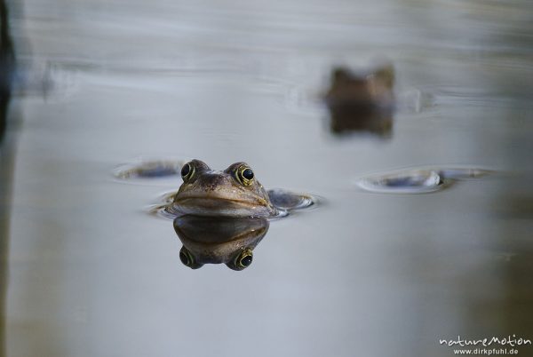 Grasfrosch, Rana temporaria, Echte Frösche (Ranidae), mehrere Tiere im Laichgewässer, Augen spiegeln sich im Wasser, Erlenbruch am Herberhäuser Stieg, A nature document - not arranged nor manipulated, Göttingen, Deutschland