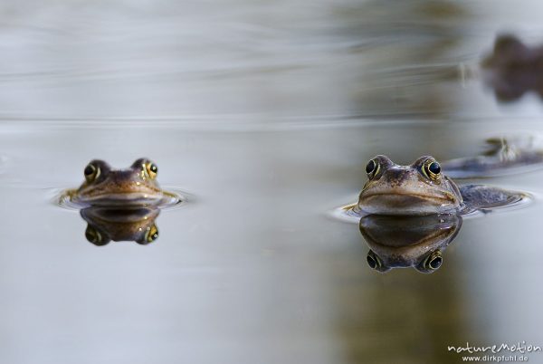 Grasfrosch, Rana temporaria, Echte Frösche (Ranidae), mehrere Tiere im Laichgewässer, Augen spiegeln sich im Wasser, Erlenbruch am Herberhäuser Stieg, A nature document - not arranged nor manipulated, Göttingen, Deutschland