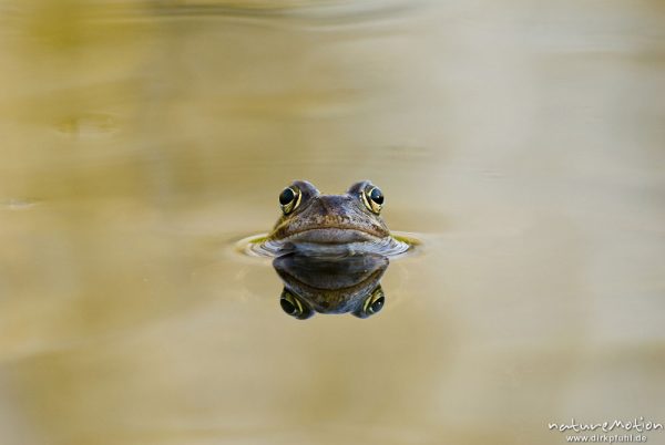 Grasfrosch, Rana temporaria, Echte Frösche (Ranidae), mehrere Tiere im Laichgewässer, Augen spiegeln sich im Wasser, Erlenbruch am Herberhäuser Stieg, A nature document - not arranged nor manipulated, Göttingen, Deutschland