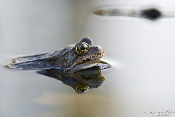 Grasfrosch, Rana temporaria, Echte Frösche (Ranidae), mehrere Tiere im Laichgewässer, Augen spiegeln sich im Wasser, Erlenbruch am Herberhäuser Stieg, A nature document - not arranged nor manipulated, Göttingen, Deutschland