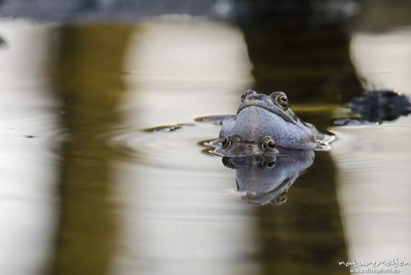 Grasfrosch, Rana temporaria, Echte Frösche (Ranidae), Paar im Laichgewässer, Männchen mit ausgestülpten Schallblasen, Augen spiegeln sich im Wasser, Erlenbruch am Herberhäuser Stieg, A nature document - not arranged nor manipulated, Göttingen, Deutschland