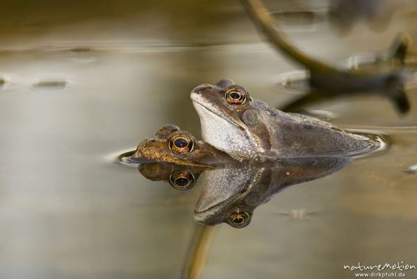 Grasfrosch, Rana temporaria, Echte Frösche (Ranidae), Paar im Laichgewässer, Augen spiegeln sich im Wasser, Erlenbruch am Herberhäuser Stieg, A nature document - not arranged nor manipulated, Göttingen, Deutschland