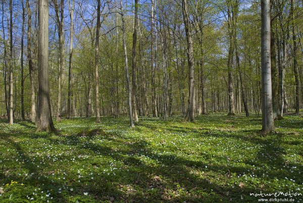 lichter Buchenwald im Frühling, Teppich von blühenden Buschwindröschen, Schatten der Baumstämme wandern über Waldboden, Göttinger Wald, Göttingen, Deutschland