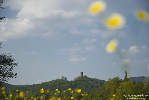 Burg Königstein, Wiesental bei Schneidhain, Königstein im Taunus, Deutschland