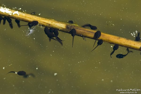 Seefrosch, Rana ridibunda, Ranidae, Kaulquappen an einem Pflanzenhalm, Fischteich im Silberbachtal b, Königstein im Taunus, Deutschland