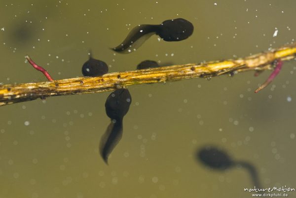 Seefrosch, Rana ridibunda, Ranidae, Kaulquappen an einem Pflanzenhalm, Fischteich im Silberbachtal b, Königstein im Taunus, Deutschland