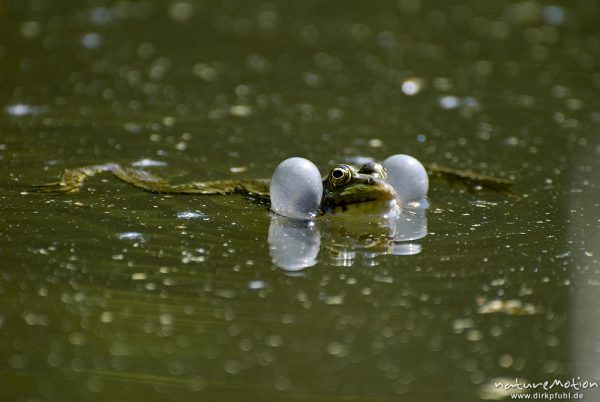 Seefrosch, Rana ridibunda, Ranidae, Männchen, rufend, mit aufgeblasenen Schallblasen, Fischteich im Silberbachtal bei Schloßborn, A nature document - not arranged nor manipulated, Königstein im Taunus, Deutschland