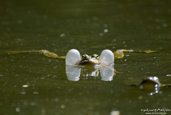 Seefrosch, Rana ridibunda, Ranidae, Männchen, rufend, mit aufgeblasenen Schallblasen, Fischteich im , Königstein im Taunus, Deutschland