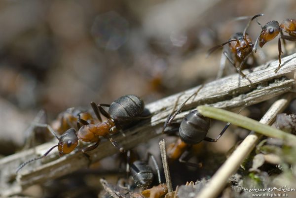 Rote Waldameise, Formica rufa, Ameisen (Formicidae), Arbeiterinnen am Nest, A nature document - not arranged nor manipulated, Königstein im Taunus, Deutschland
