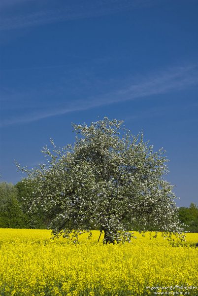 blühender Apfelbaum inmitten Rapsfeld, Niederhöchstadt, Deutschland