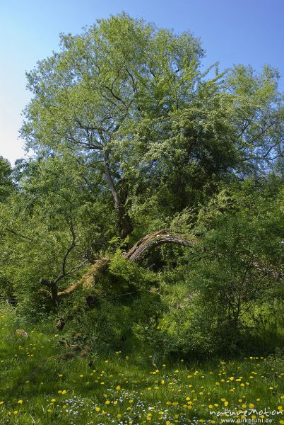 Sal-Weide, Salix caprea, Weidengewächse (Salicaceae), alter Baum mit teilweise abgebrochenen Ästen, frisches Laub, Gartetal, Deutschland