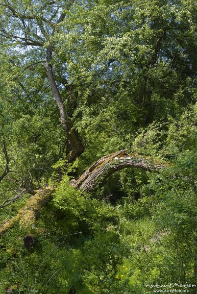 Sal-Weide, Salix caprea, Weidengewächse (Salicaceae), alter Baum mit teilweise abgebrochenen Ästen, , Gartetal, Deutschland