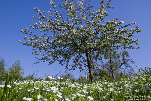 Traubenkirsche, Prunus padus, Rosaceae, blühende Bäume, darunter ein Teppich von blühender Sternmiere, Wendebachstausee, Reinhausen bei Göttingen, Deutschland