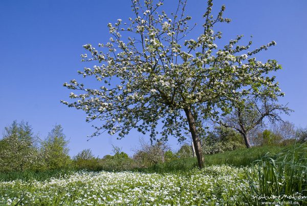 Traubenkirsche, Prunus padus, Rosaceae, blühende Bäume, darunter ein Teppich von blühender Sternmiere, Wendebachstausee, Reinhausen bei Göttingen, Deutschland