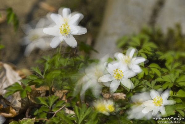 Buschwindröschen, Anemone nemorosa, Ranunculaceae, Blüten, Doppelbelichtung mit Bewegungsunschärfe, Hainberg, Buchenwald, A nature document - not arranged nor manipulated, Göttingen, Deutschland