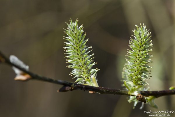 Sal-Weide, Salix caprea, Weidengewächse (Salicaceae), weibliche Kätzchen, junge Fruchtstände, alter , Göttingen, Deutschland