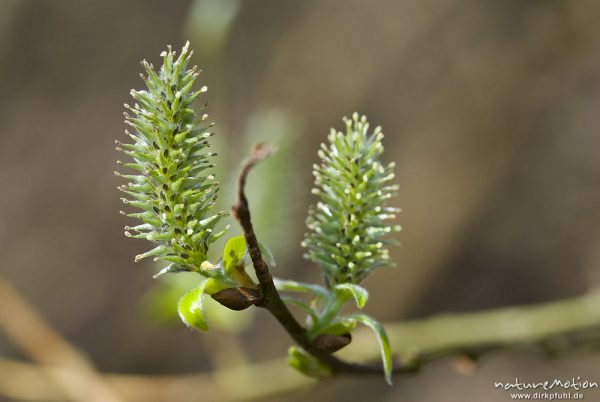 Sal-Weide, Salix caprea, Weidengewächse (Salicaceae), weibliche Kätzchen, junge Fruchtstände, alter , Göttingen, Deutschland