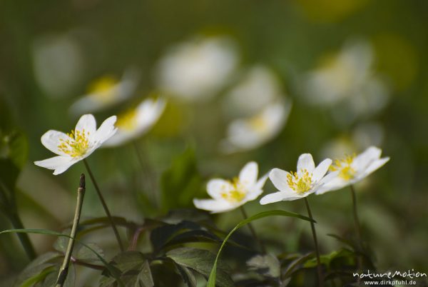 Buschwindröschen, Anemone nemorosa, Ranunculaceae, Blüten, Bildfolgen mit wechselnden Schärfeebenen, Groner Holz/In der Straut bei Groß Ellershausen, A nature document - not arranged nor manipulated, Göttingen, Deutschland