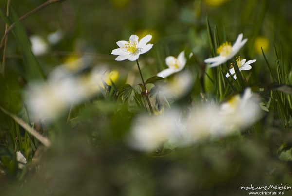 Buschwindröschen, Anemone nemorosa, Ranunculaceae, Blüten, Bildfolgen mit wechselnden Schärfeebenen, Groner Holz/In der Straut bei Groß Ellershausen, A nature document - not arranged nor manipulated, Göttingen, Deutschland