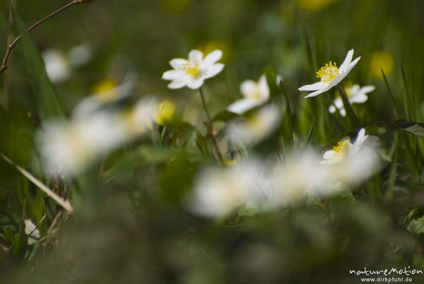 Buschwindröschen, Anemone nemorosa, Ranunculaceae, Blüten, Bildfolgen mit wechselnden Schärfeebenen, Groner Holz/In der Straut bei Groß Ellershausen, A nature document - not arranged nor manipulated, Göttingen, Deutschland