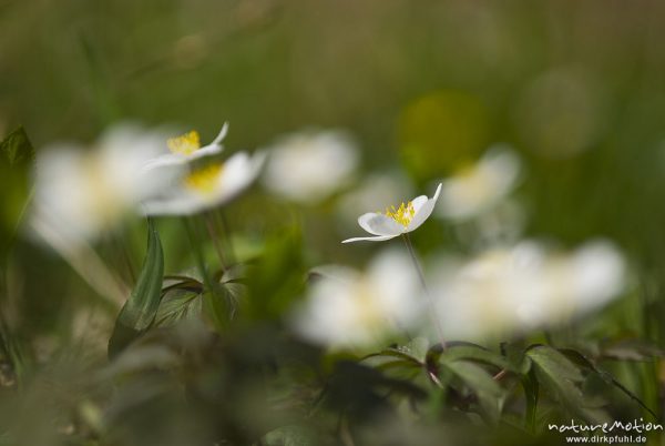 Buschwindröschen, Anemone nemorosa, Ranunculaceae, Blüten, malerische Unschärfe, Bildfolgen mit wechselnden Schärfeebenen, Groner Holz/In der Straut bei Groß Ellershausen, A nature document - not arranged nor manipulated, Göttingen, Deutschland