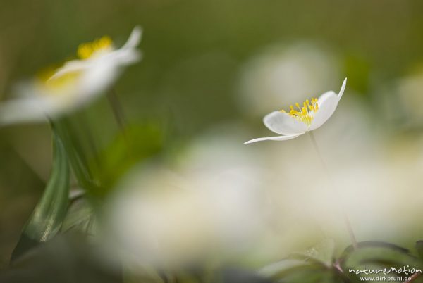 Buschwindröschen, Anemone nemorosa, Ranunculaceae, Blüten, malerische Unschärfe, Bildfolgen mit wechselnden Schärfeebenen, Groner Holz/In der Straut bei Groß Ellershausen, A nature document - not arranged nor manipulated, Göttingen, Deutschland