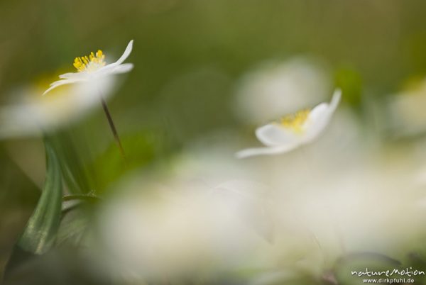 Buschwindröschen, Anemone nemorosa, Ranunculaceae, Blüten, malerische Unschärfe, Bildfolgen mit wechselnden Schärfeebenen, Groner Holz/In der Straut bei Groß Ellershausen, A nature document - not arranged nor manipulated, Göttingen, Deutschland