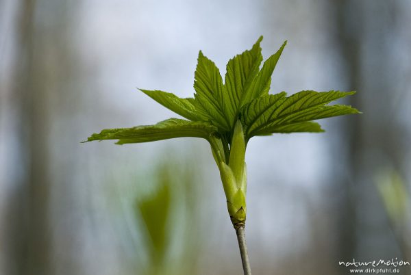 Spitz-Ahorn, Acer platanoides, Aceraceae, frisch austreibende Blätter, Blattknospen, Göttinger Wald, Göttingen, Deutschland