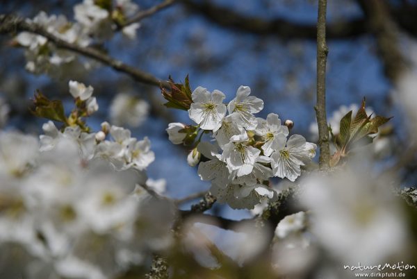 Traubenkirsche, Prunus padus, Rosaceae, blühende Zweige vor blauem Himmel, Wendershausen bei Witzenhausen, Deutschland