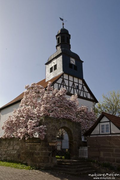 Kirche von Wahlhausen mit blühendem Magnolienbaum, Wahlhausen, Deutschland