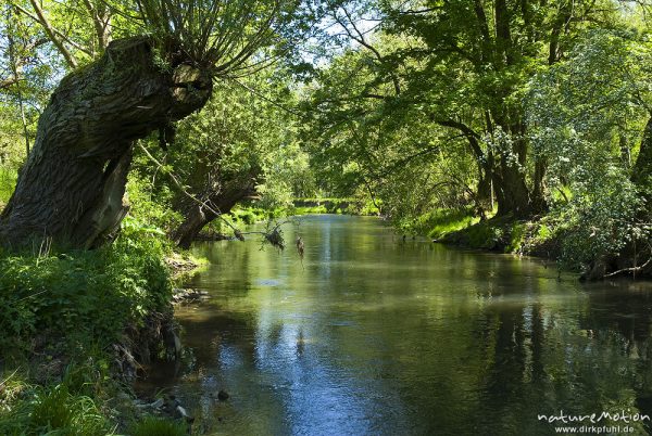 Flusslauf mit Kopfweiden und Weichholzaue, Unstrut, Naturschutzgebiet Unstruttal, Nägelstedt (Unstrut), Deutschland