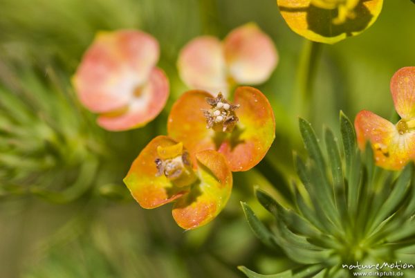 Zypressen-Wolfsmilch, Euphorbia cyparissias, Euphorbiaceae, Blüten, Trockenhänge Naturschutzgebiet Unstruttal, Nägelstedt (Unstrut), Deutschland