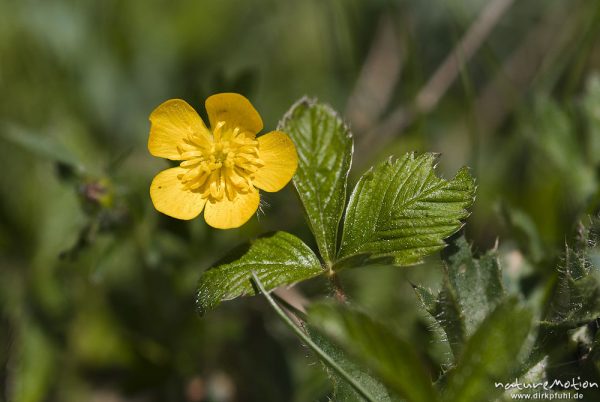 Frühlings-Fingerkraut, Potentilla neumanniana, synonym: Potentilla tabernaemontani, Rosengewächse (Rosaceae), blühende Pflanze, Trockenhänge Naturschutzgebiet Unstruttal, Nägelstedt (Unstrut), Deutschland