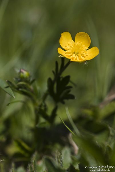 Frühlings-Fingerkraut, Potentilla neumanniana, synonym: Potentilla tabernaemontani, Rosengewächse (Rosaceae), blühende Pflanze, Trockenhänge Naturschutzgebiet Unstruttal, Nägelstedt (Unstrut), Deutschland