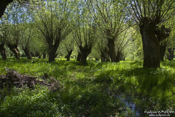 Kopfweiden an Bachlauf, Weichholzaue an der Unstrut, Naturschutzgebiet Unstruttal, Nägelstedt (Unstrut), Deutschland