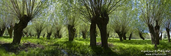 Kopfweiden an Bachlauf, Weichholzaue an der Unstrut, Naturschutzgebiet Unstruttal, Nägelstedt (Unstrut), Deutschland