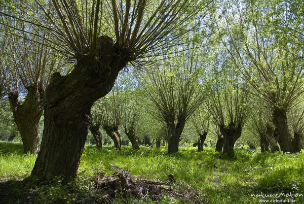 Kopfweiden an Bachlauf, Weichholzaue an der Unstrut, Naturschutzgebiet Unstruttal, Nägelstedt (Unstrut), Deutschland