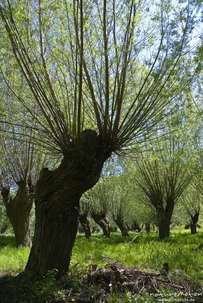 Kopfweiden an Bachlauf, Weichholzaue an der Unstrut, Naturschutzgebiet Unstruttal, Nägelstedt (Unstrut), Deutschland