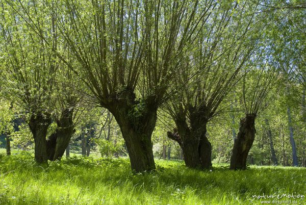 Kopfweiden an Bachlauf, Weichholzaue an der Unstrut, Naturschutzgebiet Unstruttal, Nägelstedt (Unstrut), Deutschland