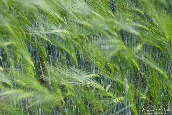 Gerste, Hordeum vulgare, Poaceae, noch grüne Ähren, vom Wind bewegt, Feld, Mackenrode bei Göttingen, Deutschland