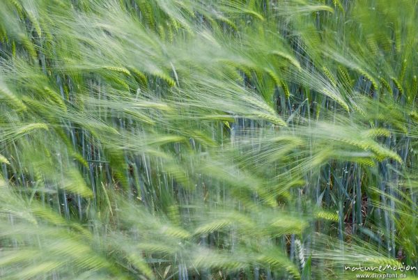 Gerste, Hordeum vulgare, Poaceae, noch grüne Ähren, vom Wind bewegt, Feld, Mackenrode bei Göttingen, Deutschland