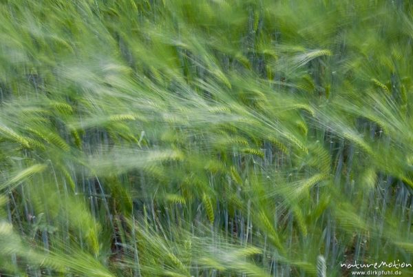 Gerste, Hordeum vulgare, Poaceae, noch grüne Ähren, vom Wind bewegt, Feld, Mackenrode bei Göttingen, Deutschland